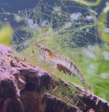 Australian Amano Shrimp