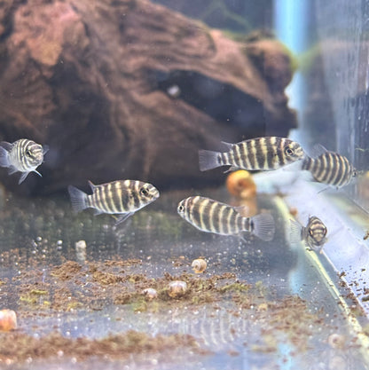 Dwarf Joka Cichlid-S Locally Bred