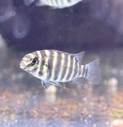 Dwarf Joka Cichlid-S Locally Bred