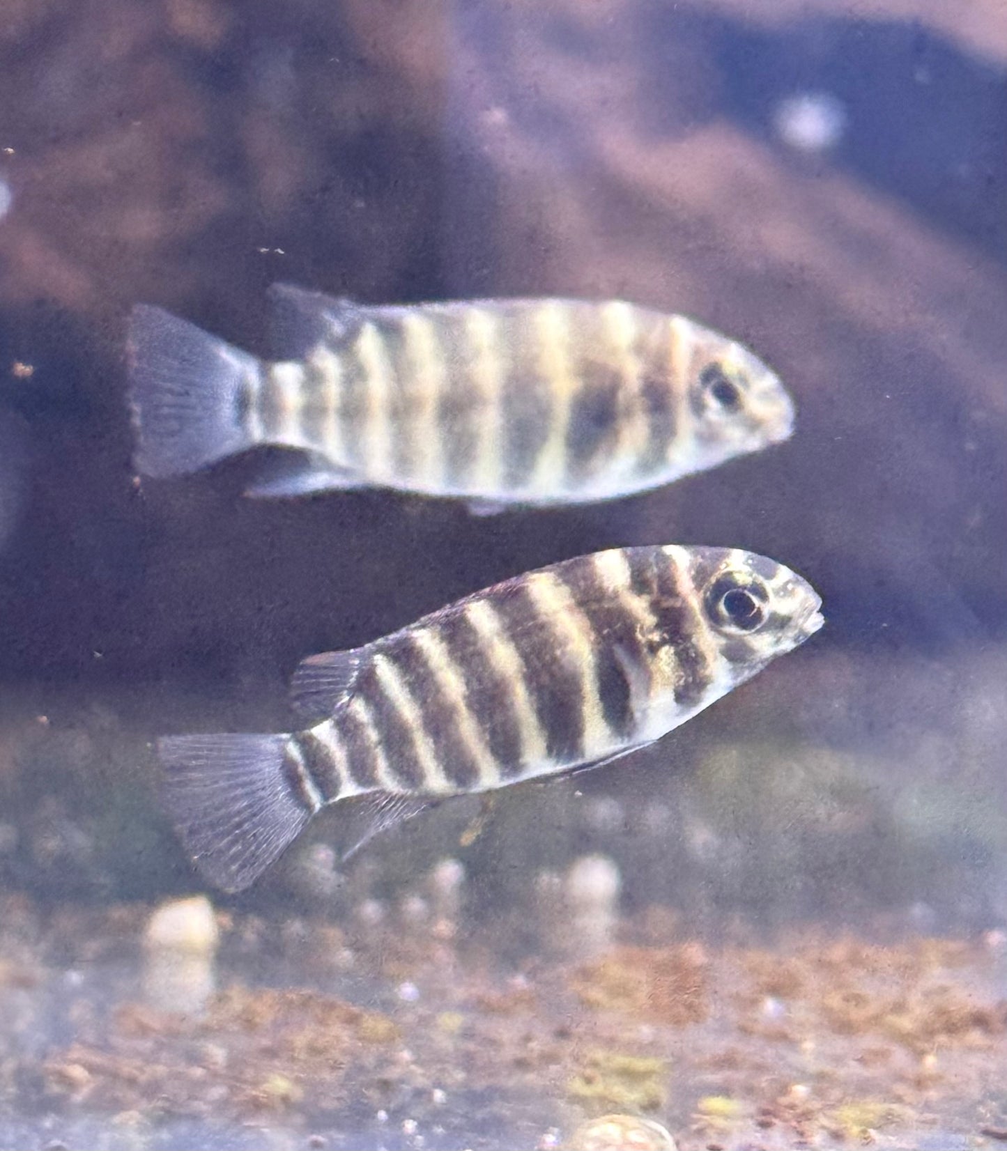 Dwarf Joka Cichlid-S Locally Bred