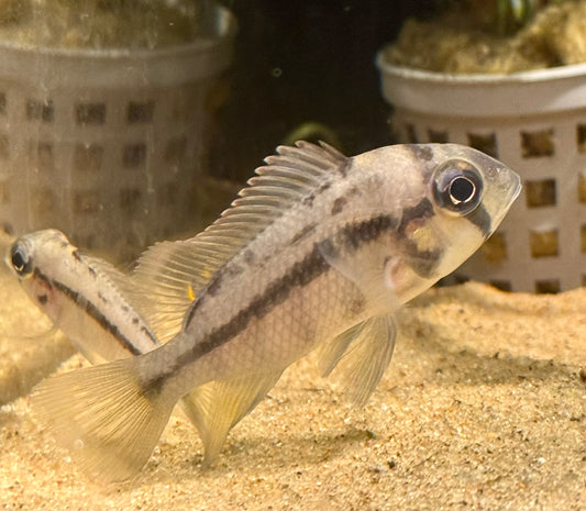 Heterochromis Multidens 2-2.5"