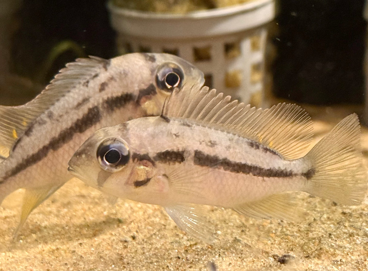 Heterochromis Multidens 2-2.5"