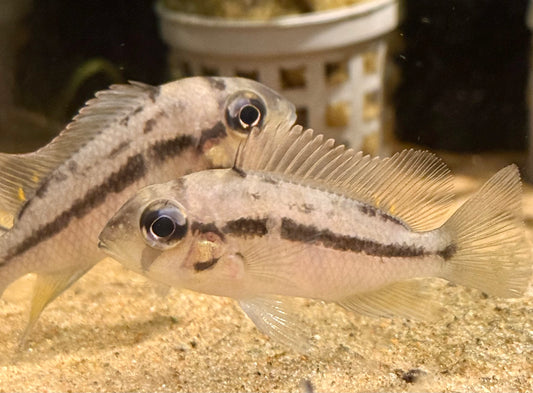 Heterochromis Multidens 2-2.5"