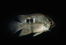 Keyhole Cichlid- S 1.5"