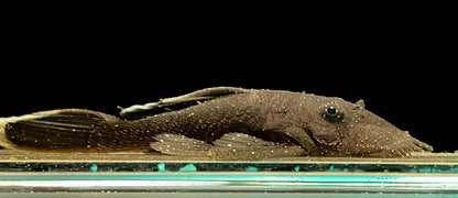 L183 Starlight Bristlenose Pleco- S Captive Bred