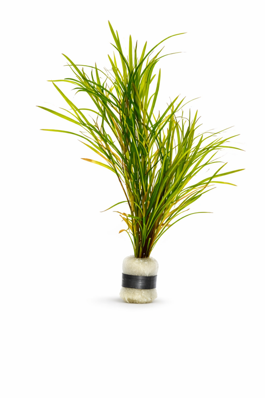 Pondweed-Potamogeton gayi