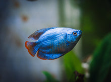 Powder Blue Dwarf Gourami Male