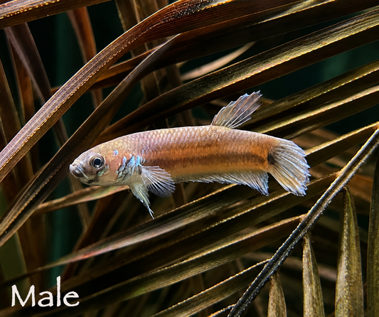 Betta Unimaculata Breeding Pair WYSIWYG