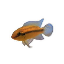 P. Subocellatus  'Matadi'