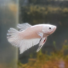 White Opaque Roundtail Betta