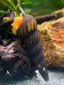 Orange Poso Rabbit Snail