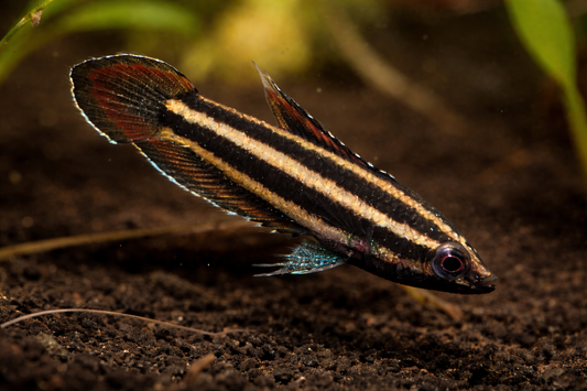 Phoenix Licorice Gourami
