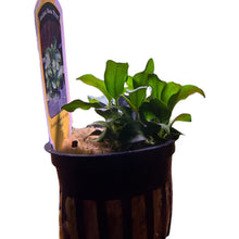 Anubias Nana Petite-Pot