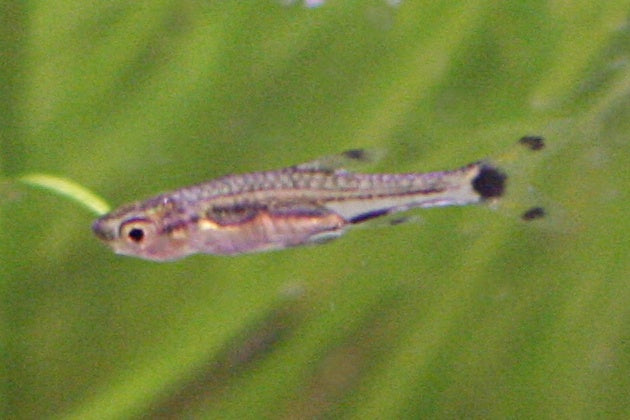 Dwarf Scissortail Rasbora