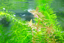 Rotala Indica