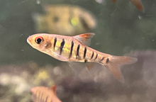 African Banded Barb