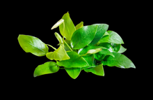 Anubias Nana 'Golden'-Pot