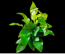 Anubias Nana 'Golden'-Pot