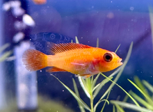 Apistogramma agassizii- Orange Fire