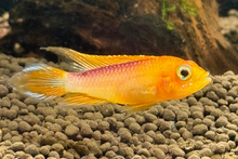 Apistogramma agassizii- Orange Fire