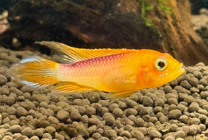 Apistogramma agassizii- Orange Fire