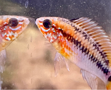 Apistogramma Macmasteri- M/L