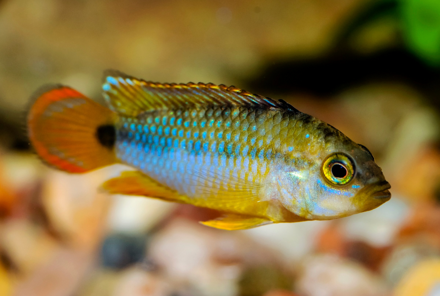 Apistogramma Nijsseni- PAIR WILD