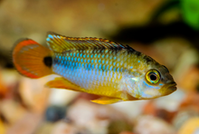Apistogramma Nijsseni- PAIR WILD