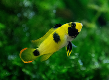 Apistogramma Nijsseni- PAIR WILD