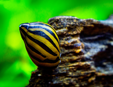 Zebra Nerite