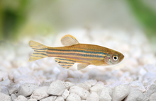 Zebra Danio
