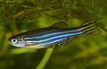 Zebra Danio