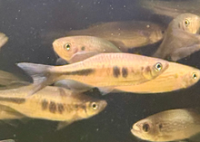 Yoma Danio-L