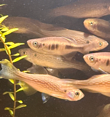 Yoma Danio-L