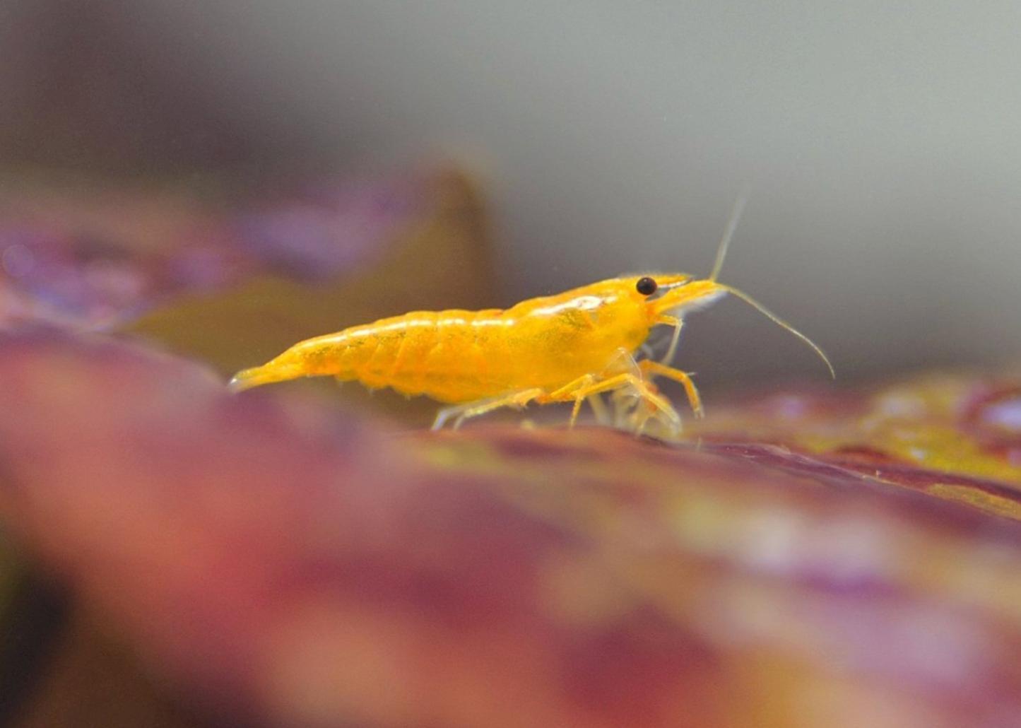 Yellow Fire Shrimp 5 Pack