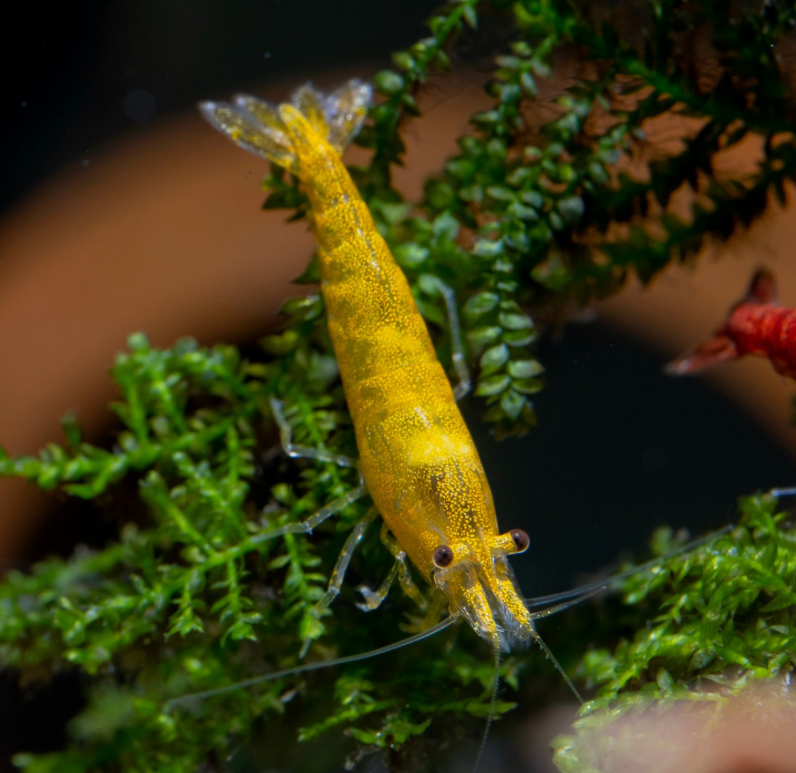 Yellow Fire Shrimp 5 Pack