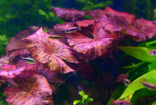 Red Tiger Lotus