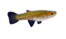 Neoheterandria elegans PAIR