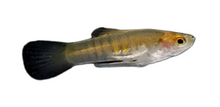 Neoheterandria elegans PAIR