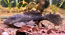 Three Beacon Plecostomus XL