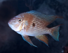 Threadfin Acara -2"