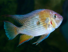 Threadfin Acara -2"