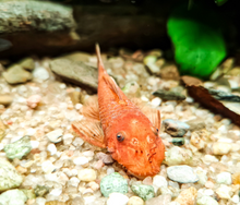 Super Red Bristlenose Pleco- 1-2”