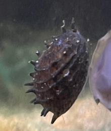 Spikey Nerite