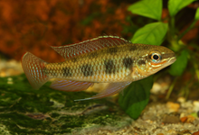 Spadetail Checkerboard Cichlid