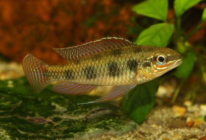 Spadetail Checkerboard Cichlid