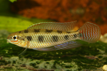 Spadetail Checkerboard Cichlid