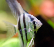 Silver Angelfish