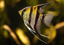 Silver Angelfish