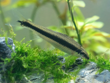 Siamese Alagae Eater